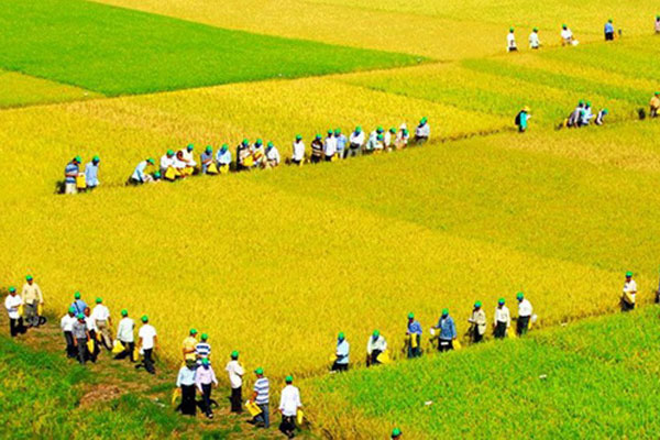 Agrilong Mô hình cánh đồng mẫu sản xuất 90ha lúa chất lượng cao