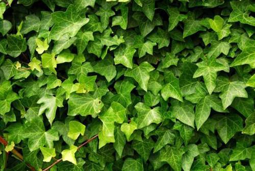 10 loại cây cảnh trồng trong nhà vừa đẹp vừa giúp lọc không khí cực tốt