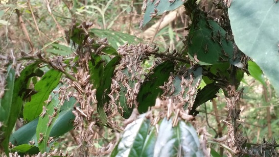 agrilong-chau-chau