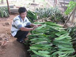 agrilong-hom-thanh-long