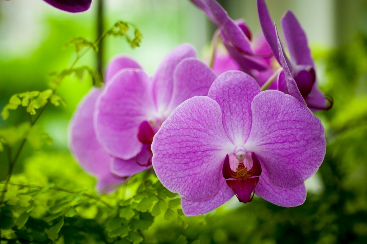 Hoa phong lan mang trong mình một sự ấn tượng rất lớn bởi vì kiểu dáng độc đáo cùng màu sắc tinh tế của nó. Nếu bạn là người yêu hoa thì hãy đón xem hình ảnh hoa phong lan đầy quyến rũ này.