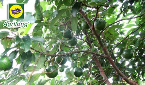 bo-agrilong1