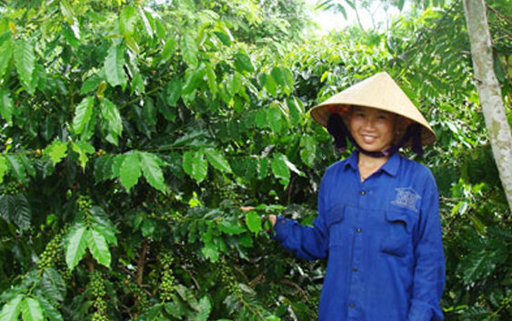 ca-phe-dung-phan-bon-agrilong