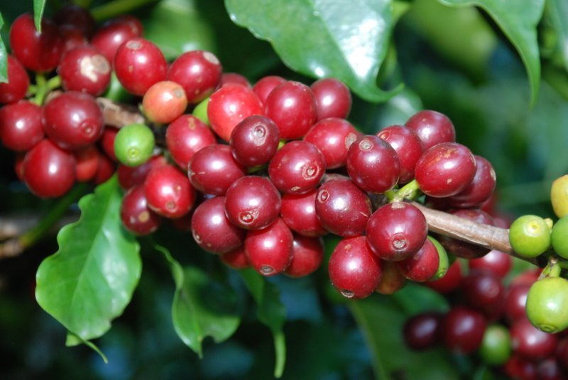 cafe_arabica