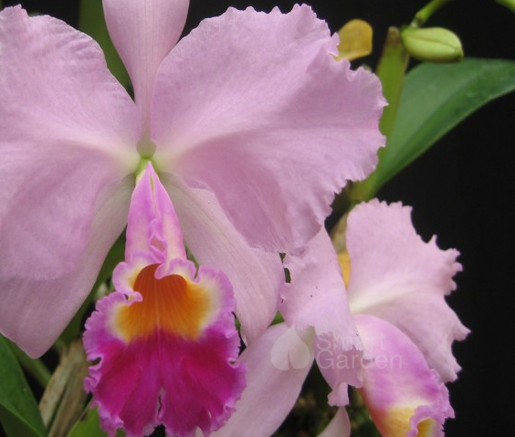 cattleya