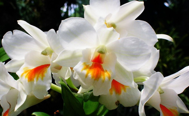 cattleya202