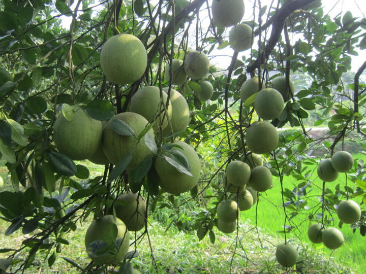 Cần bón phân đúng và đủ cho cây ăn trái - AGRILONG