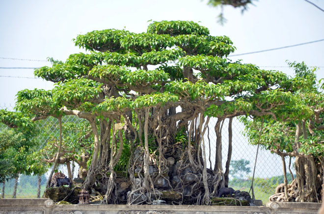 hinh-anh-bonsai-cay-canh-cay-xanh-the-dep-nhat-dat-tien-22