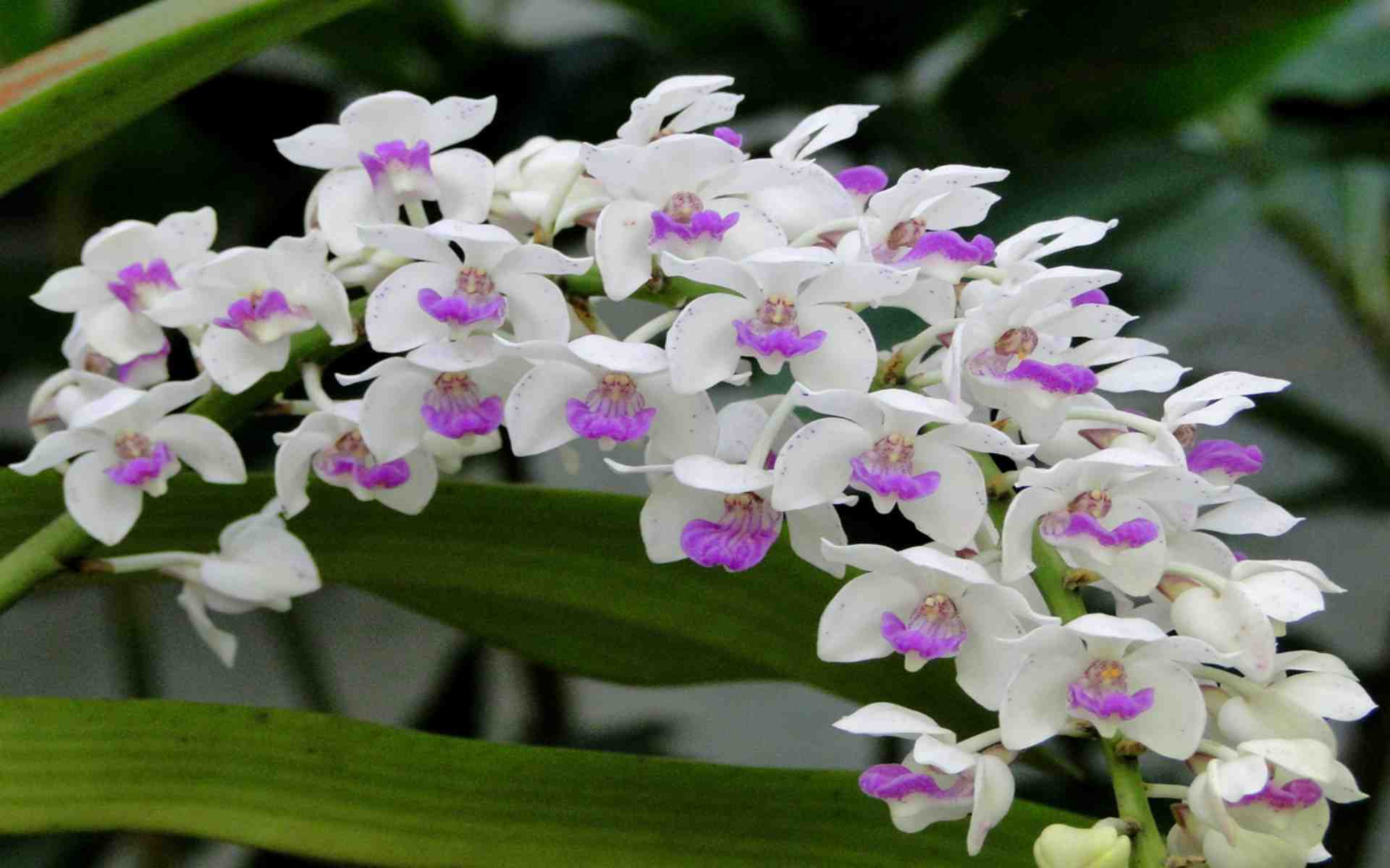 hoa-lan-agrilong2
