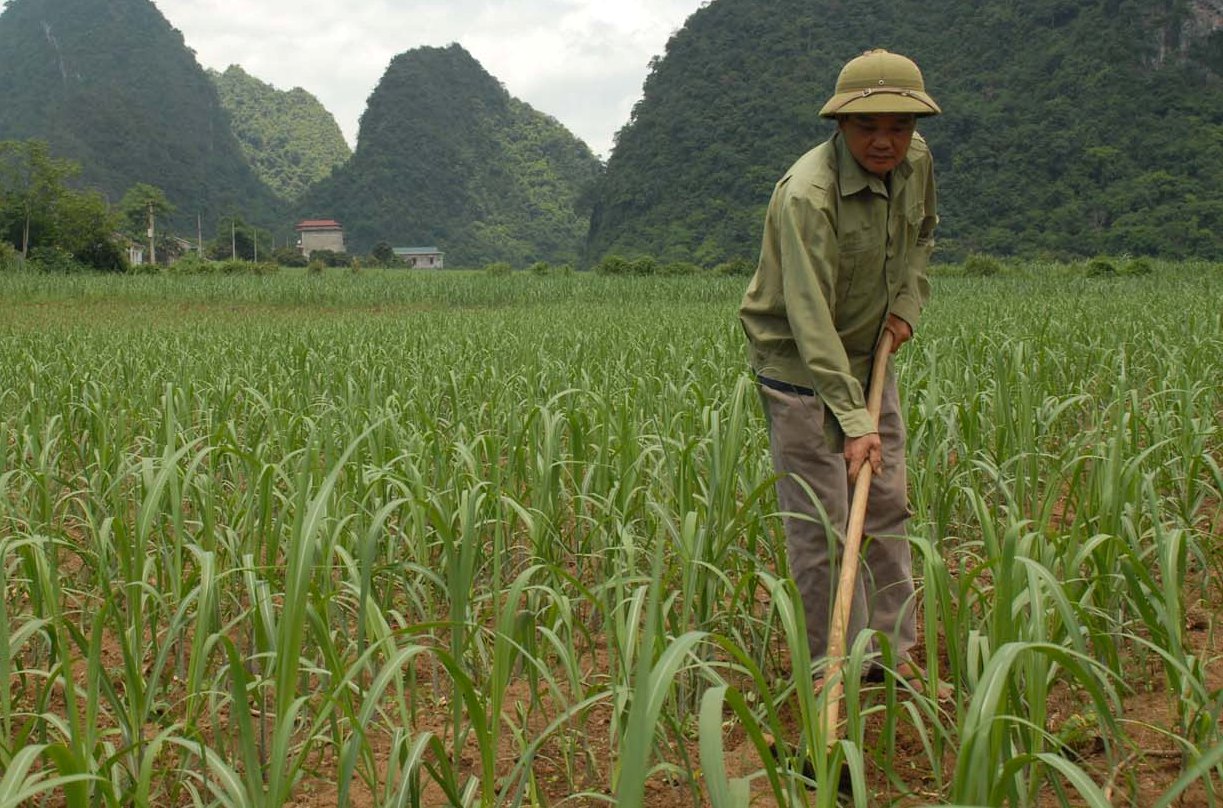 mia-dung-phan-agrilong