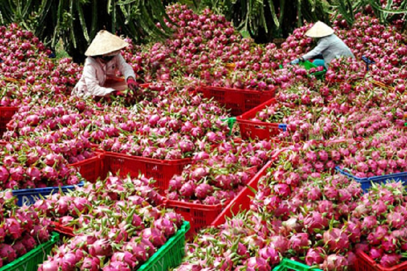 thanh-long-dung-phanagrilong