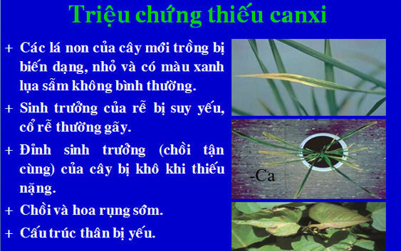 vai-tro-cua-can-xi-voi-cay-trong